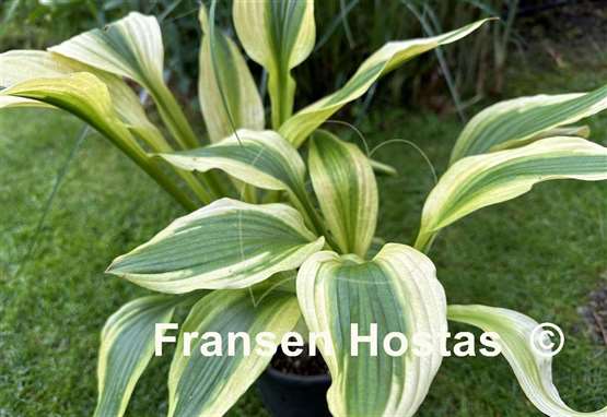 Hosta Aomori Setting Sun