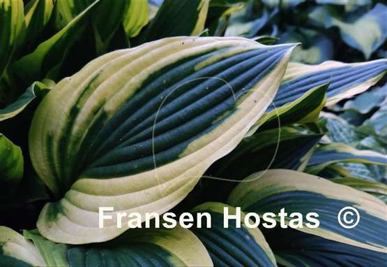 Hosta Aomori Setting Sun