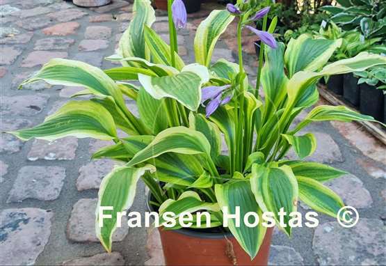 Hosta Aomori Setting Sun