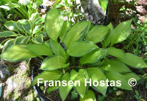 Hosta Aomori Gold Star
