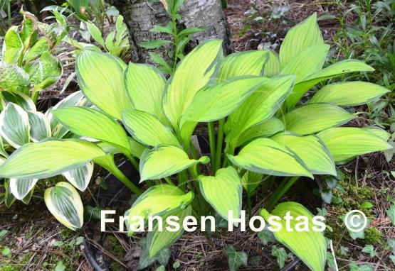 Hosta Aomori Gold Star