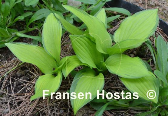 Hosta Aomori Gold Star