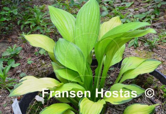 Hosta Aomori Gold Star