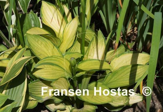 Hosta Aomori Gold Star