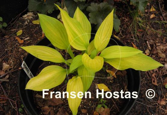 Hosta Aomori Gold