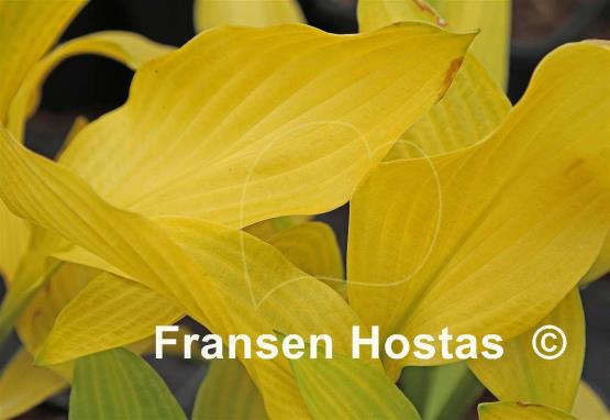 Hosta Aomori Gold