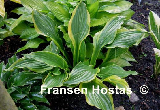 Hosta Aomori Setting Sun