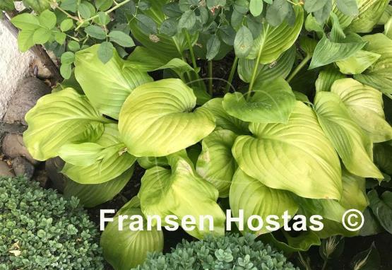 Hosta Aphrodite