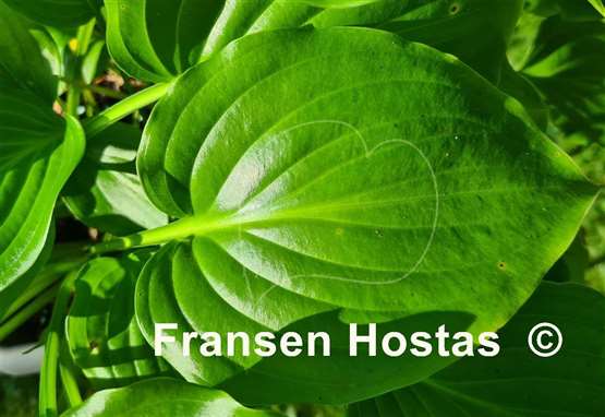 Hosta Aphrodite