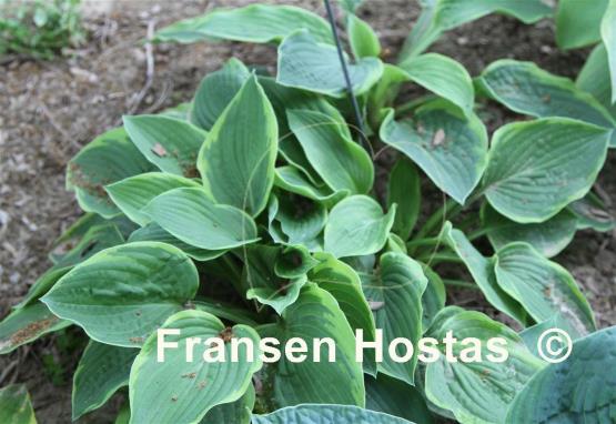 Hosta Appalachian Beauty