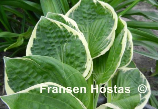 Hosta Applause