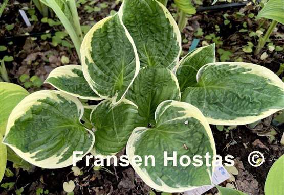 Hosta Applause