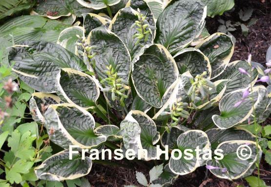 Hosta Applause