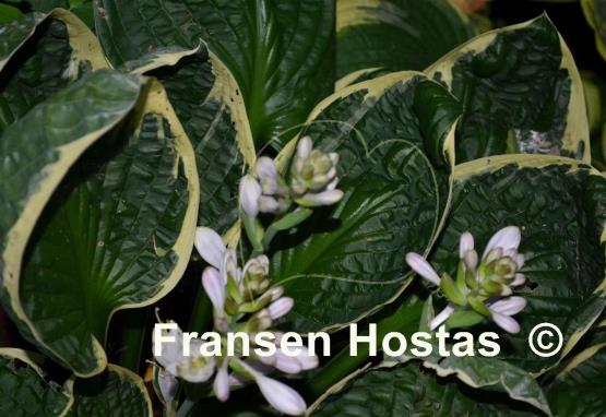 Hosta Applause