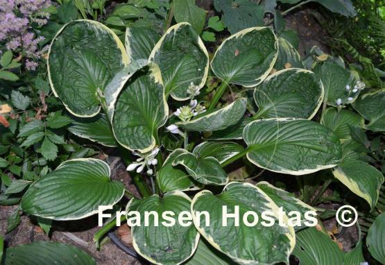 Hosta Applause