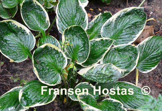 Hosta Applause