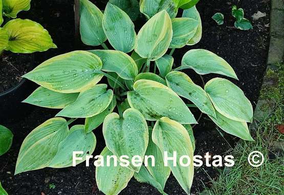 Hosta Apple Candy