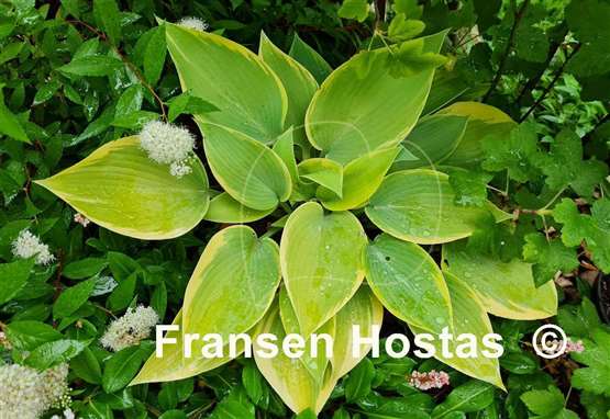 Hosta Apple Candy