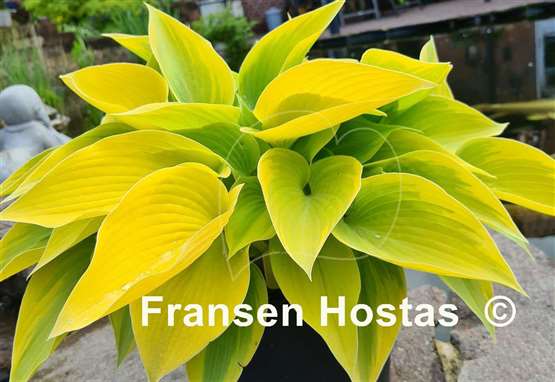 Hosta Apple Candy