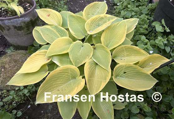 Hosta Apple Candy