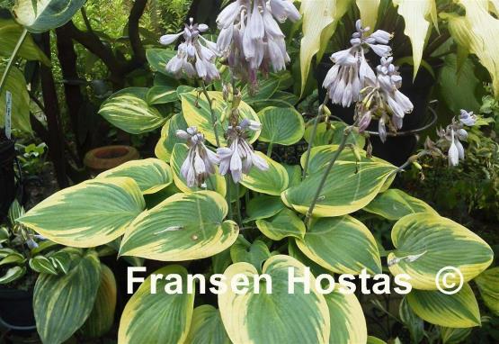 Hosta Apple Candy