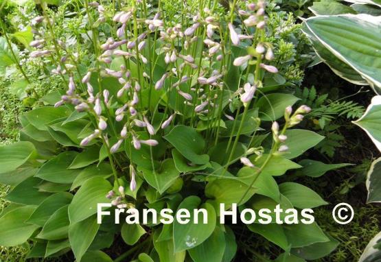 Hosta Apple Green