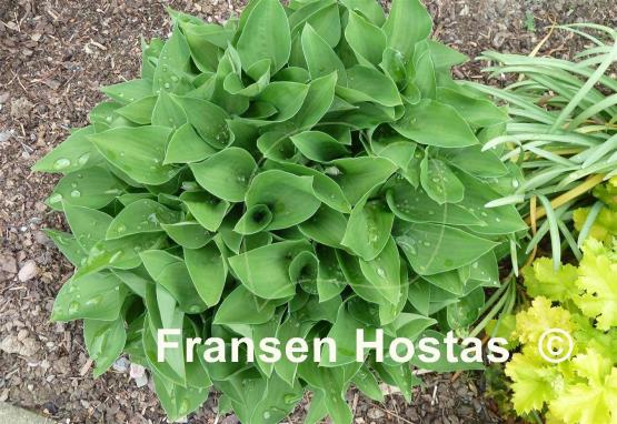 Hosta Apple Green