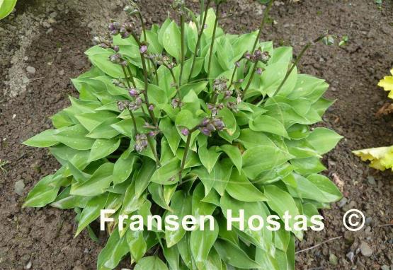 Hosta Apple Green