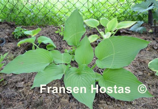 Hosta Apple Pie (Smith/Grenfell)