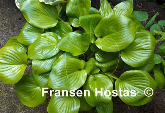 Hosta Appletini