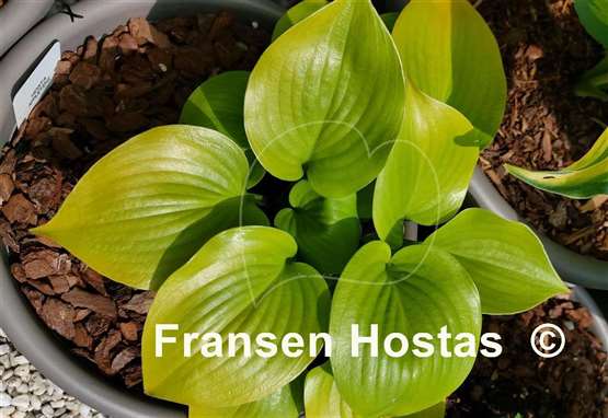 Hosta Appletini 