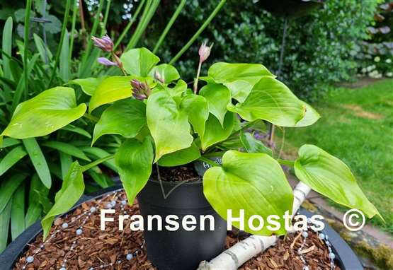 Hosta Appletini