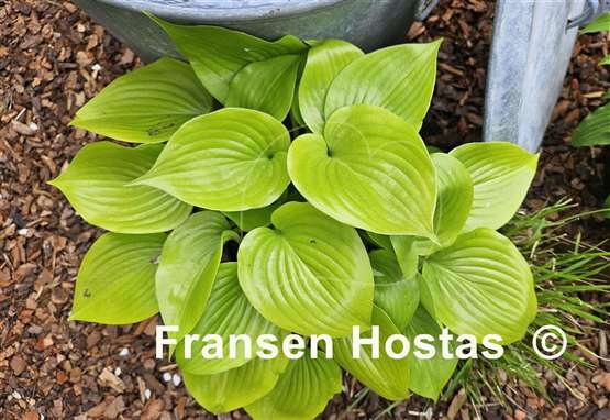 Hosta Appletini