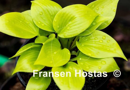 Hosta Appletini