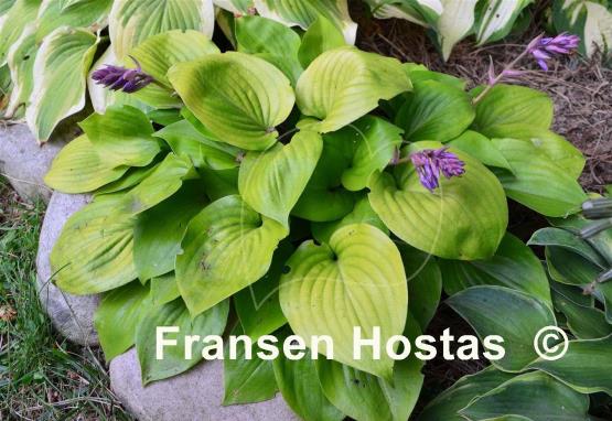 Hosta Appletini