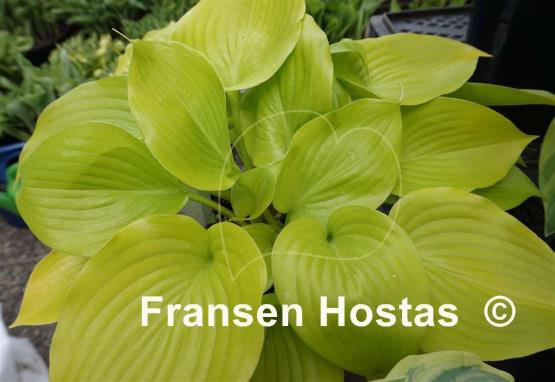 Hosta Appletini