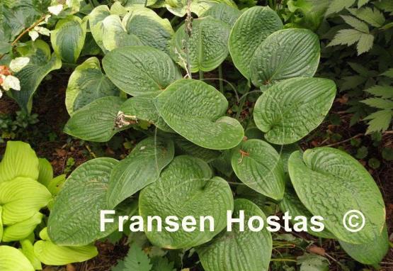 Hosta Aqua Velva
