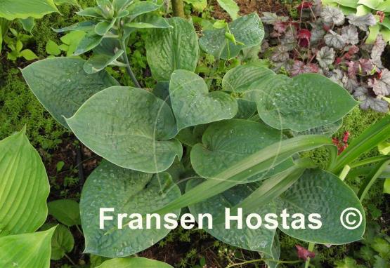 Hosta Aqua Velva