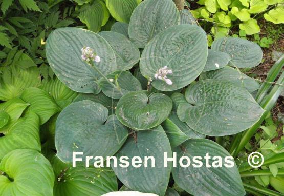 Hosta Aqua Velva
