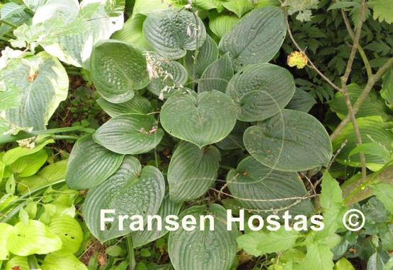 Hosta Aqua Velva
