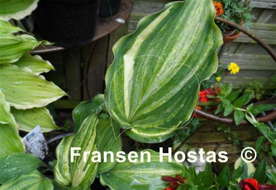 Hosta Aquamarine Dream