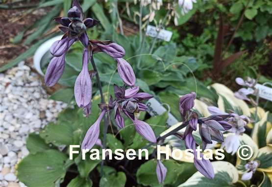 Hosta Aquamarine