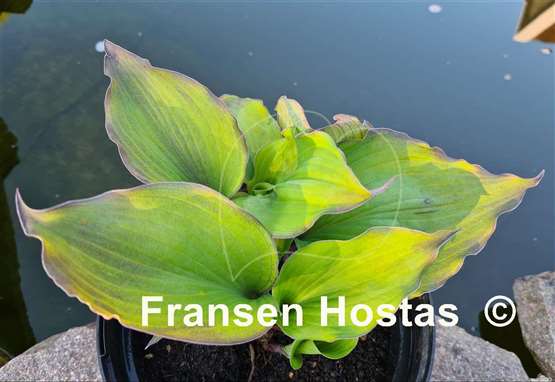 Hosta Aquamarine