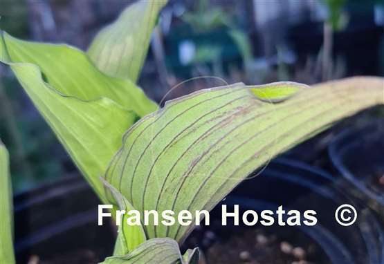 Hosta Aquamarine