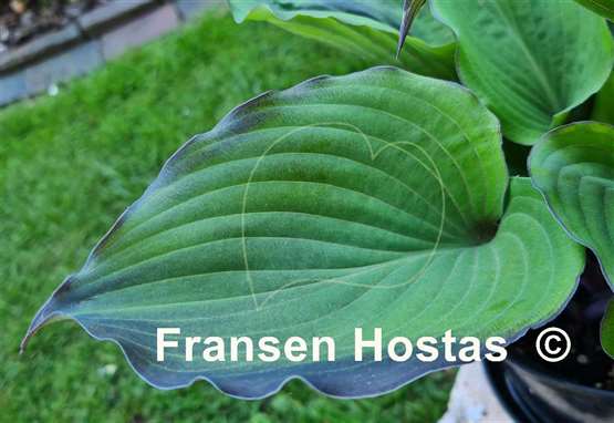 Hosta Aquamarine