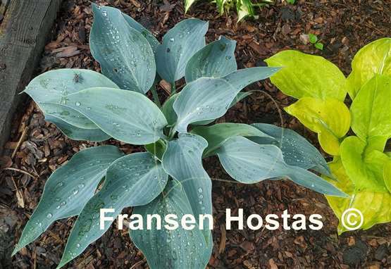 Hosta Aragorn