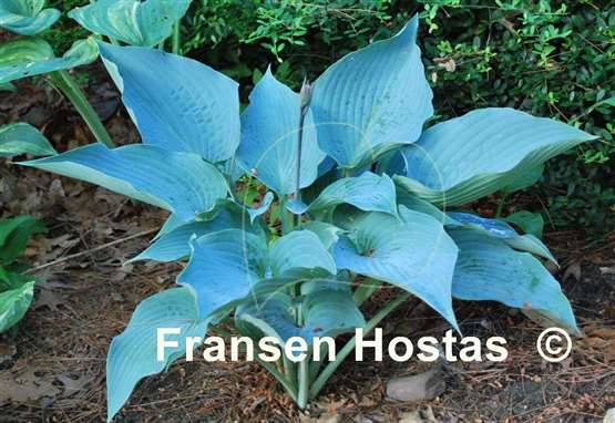 Hosta Aragorn
