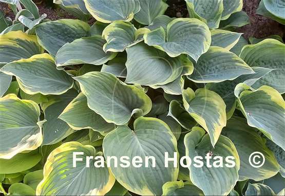 Hosta Arc de Triomphe