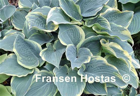 Hosta Arc de Triomphe