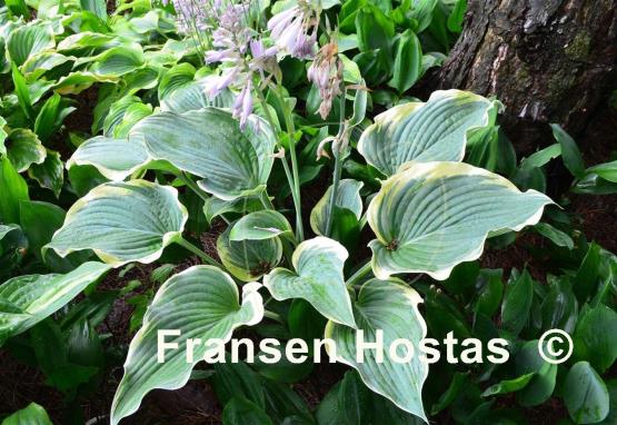 Hosta Arc de Triomphe